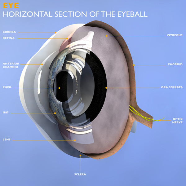 Labeled horizontal section of the eyeball to show how vision works