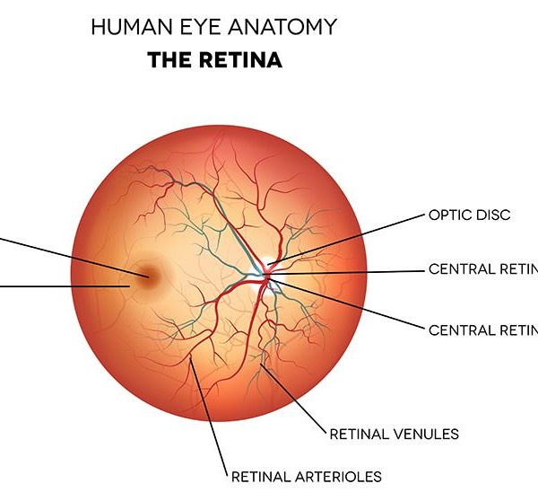 Labeled human eye anatomy chart to show how vision works- the retina