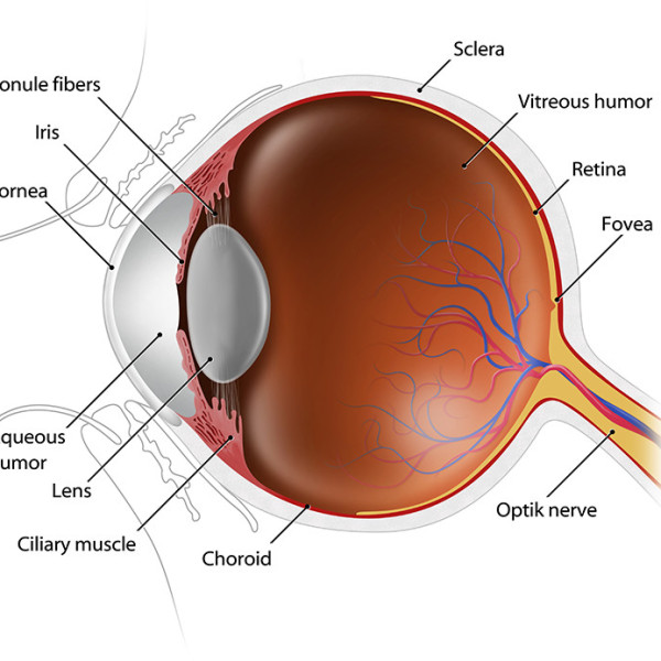 labeled human eye anatomy chart to show how vision works.